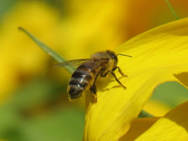 Bij op zonnebloem — Stockfoto