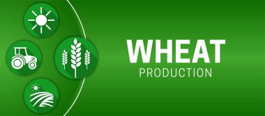 Yeşil Buğday Üretim Çizimi Arkaplanı