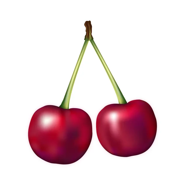 Cherry Φρούτα Ρεαλιστική Διανυσματική Απεικόνιση Απομονώνονται Λευκό Φόντο Σχεδιασμός — Διανυσματικό Αρχείο