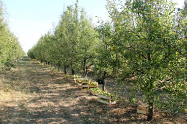 Williams Pear Tree Orchard and Harvesting 