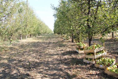 Williams Pear Tree Orchard Harvesting in the Garden