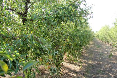 Williams Pear Tree Orchard with Branches 