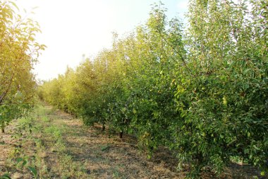 Williams Pear Tree Orchard Landscape in Sunshine