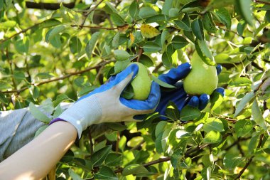 Working in Orchard. William Pear Fruit Harvesting in Gloves