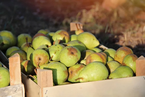 Williams Pears Boxes. Fruit in Box with Sunshine