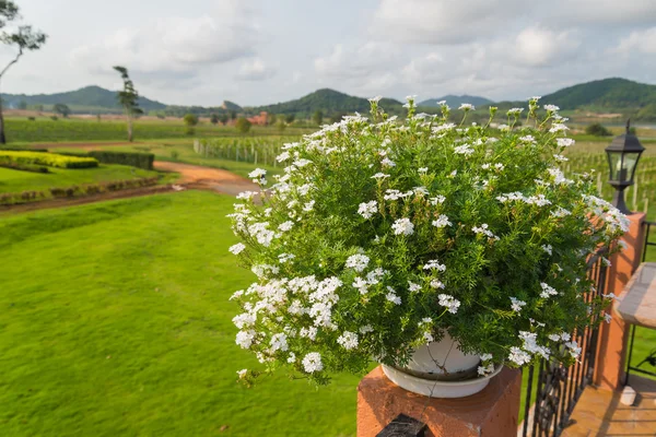 Kwiat i naturalne w Tajlandii. — Zdjęcie stockowe