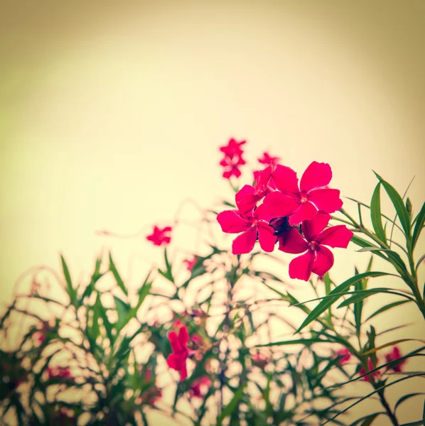 Bellissimo fiore — Foto Stock