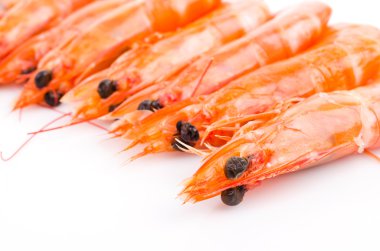 Beyaz arkaplanda karides