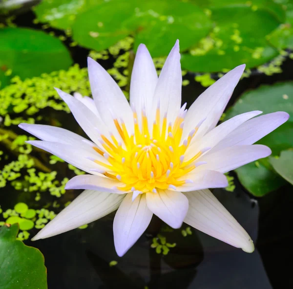 White lotus in thailand. — Stock Photo, Image