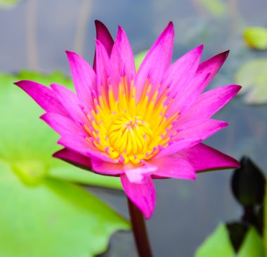 Lotus