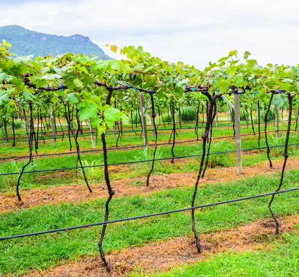 Grape valley — Stock Photo, Image