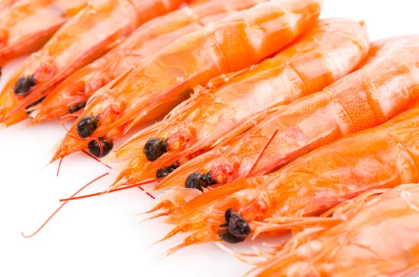 Shrimp — Stock Photo, Image