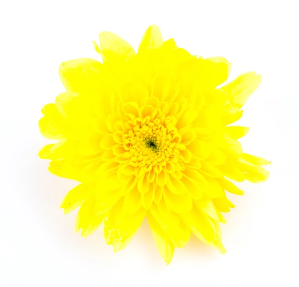 Fleur jaune — Photo