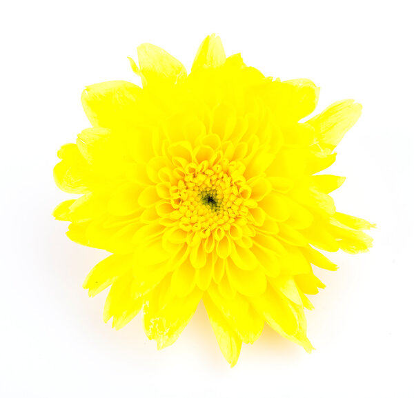 Желтый цветок
