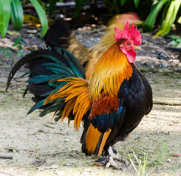 Bantam. — Foto de Stock