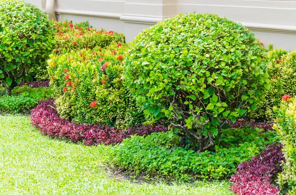 Boom in de tuin — Stockfoto