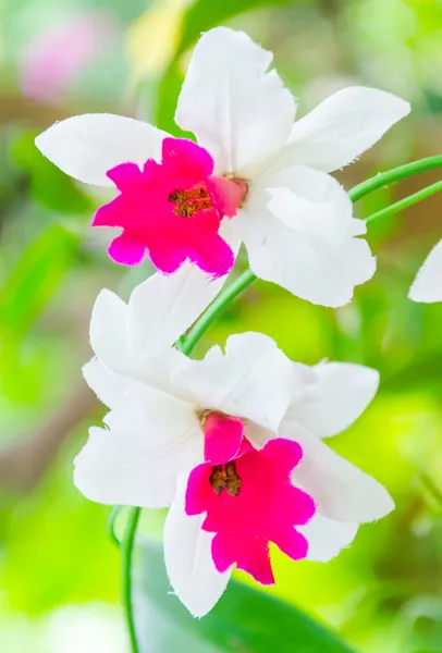 Orchideeën — Stockfoto