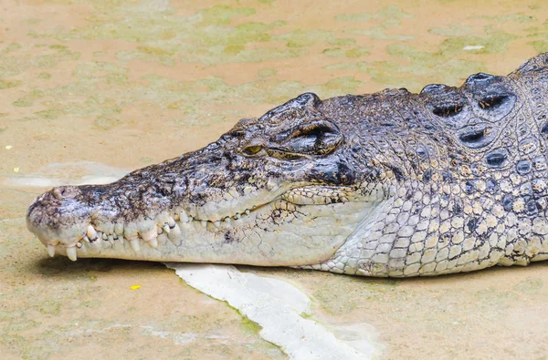 Coccodrillo — Foto Stock