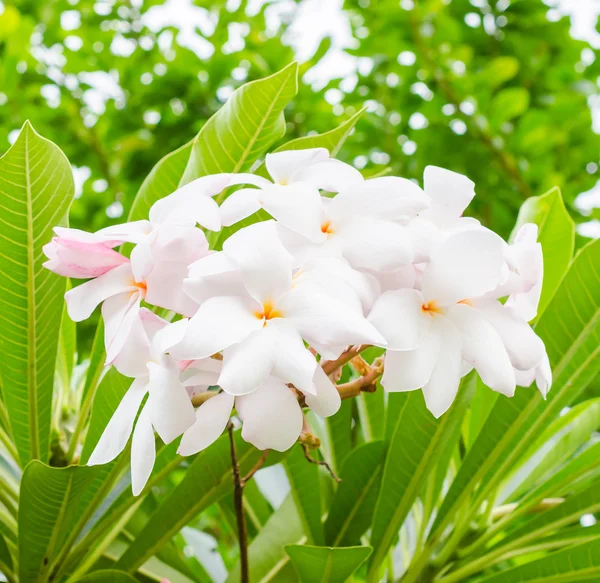 Frangipani — Stockfoto