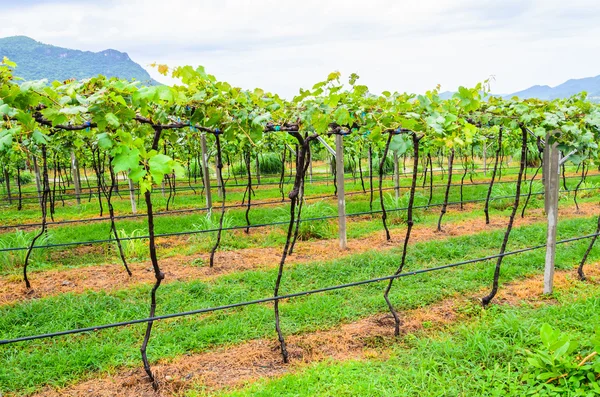 Grape valley — Stock Photo, Image