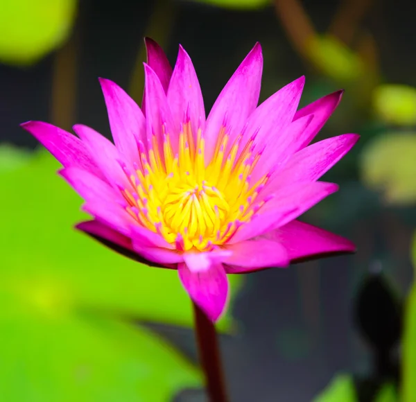 Lotus — Stockfoto