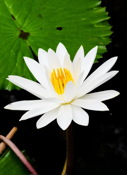 Λευκό lotus — Φωτογραφία Αρχείου