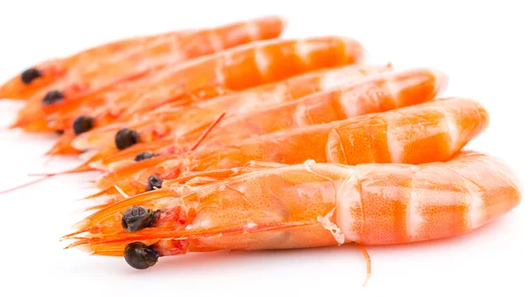 Shrimp — Stock Photo, Image