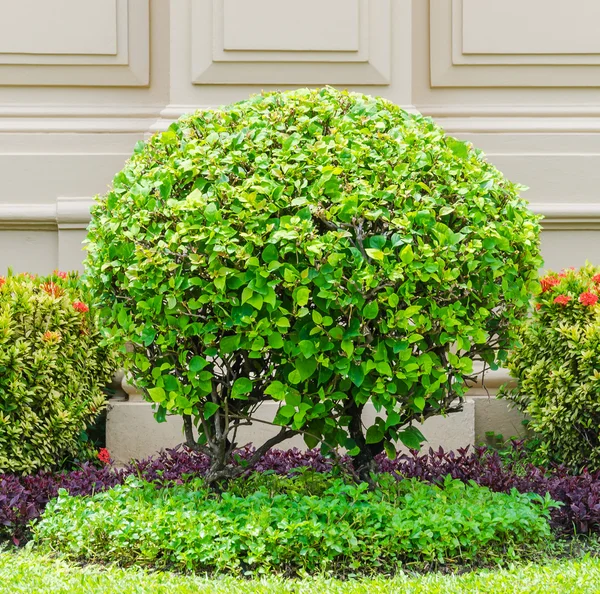 Baum im Garten — Stockfoto