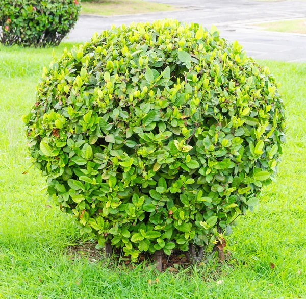 Arbre dans le parc du jardin — Photo