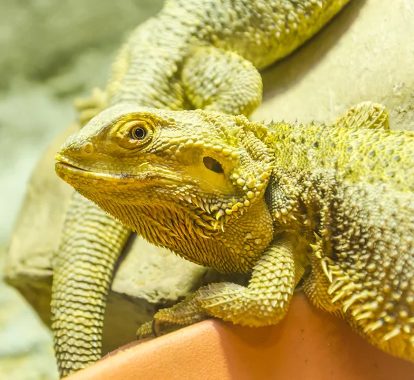 Dragón iguana —  Fotos de Stock