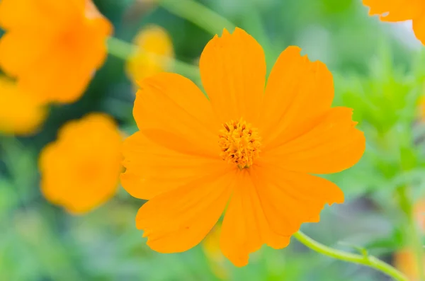 Cosmos flowers — Stock Photo, Image