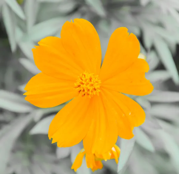 Cosmos flowers — Stock Photo, Image