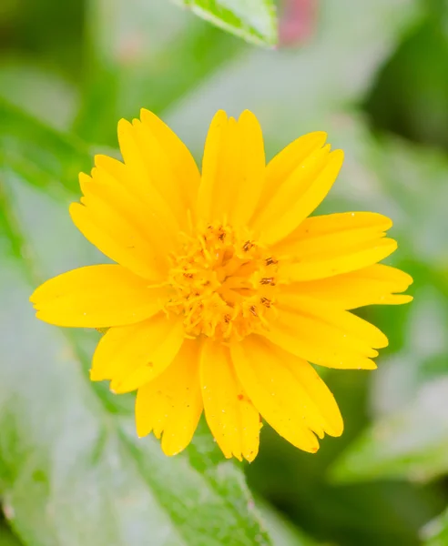 Flowers — Stock Photo, Image