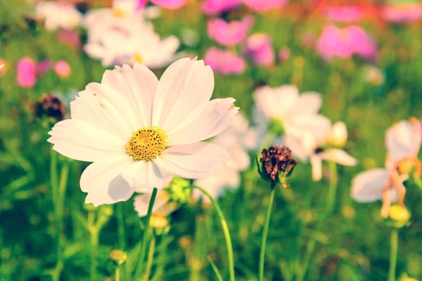 Flores — Fotografia de Stock