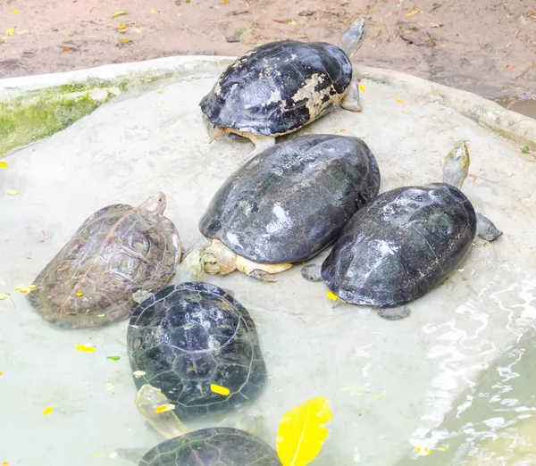 Turtle — Stock Photo, Image