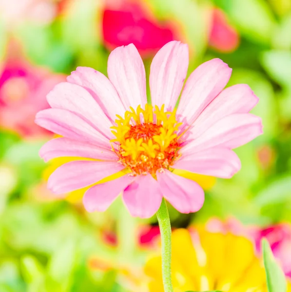 Garden — Stock Photo, Image