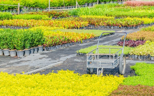 Jardín — Foto de Stock