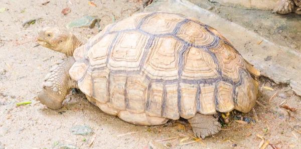 Turtle — Stock Photo, Image