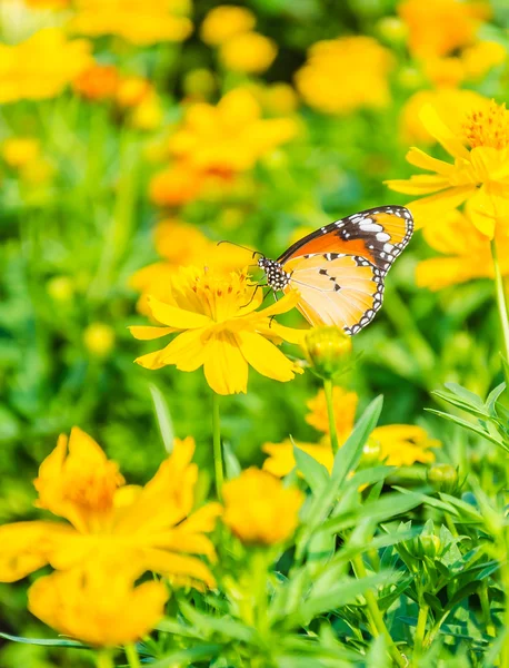 Butterfly — Stock Photo, Image