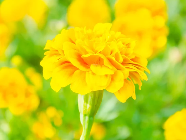 Marigold — Stock Photo, Image