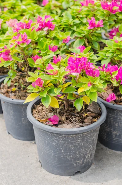 Green plant — Stock Photo, Image