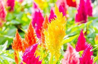 güzel çiçekleri Bahçe arka planı olarak kullanma