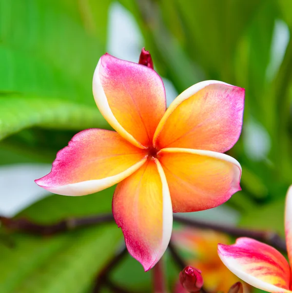 Vacker blomma — Stockfoto