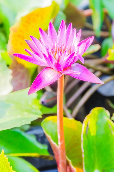 Lindas flores de lótus — Fotografia de Stock