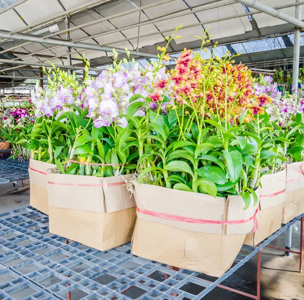 Hermosas flores de orquídea en la tienda de flores —  Fotos de Stock