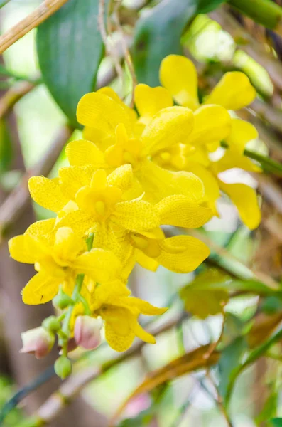 Las orquídeas florecen en el jardín — Foto de Stock