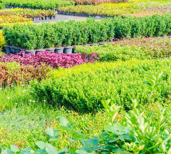 Hermoso jardín — Foto de Stock