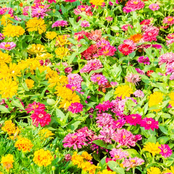 Hermosas flores en el jardín usando —  Fotos de Stock