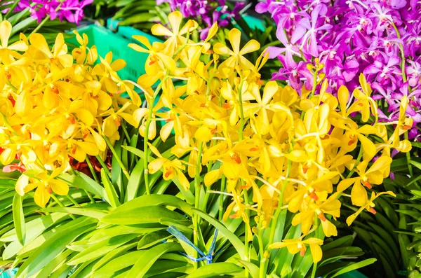 Beautiful orchid flowers in the flowers shop — Stock Photo, Image