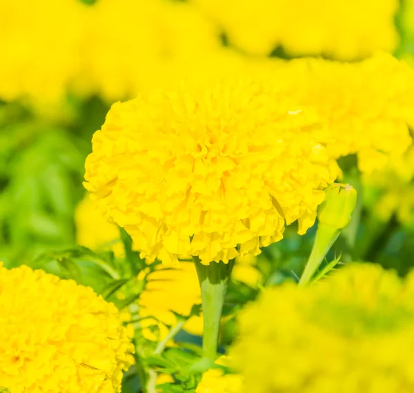 Beautiful Marigold flowers in the garden — Stock Photo, Image